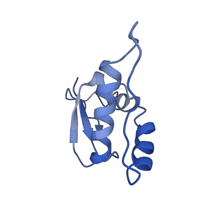 36135_8jav_H_v1-1
Structure of CRL2APPBP2 bound with the C-degron of MRPL28 (tetramer)