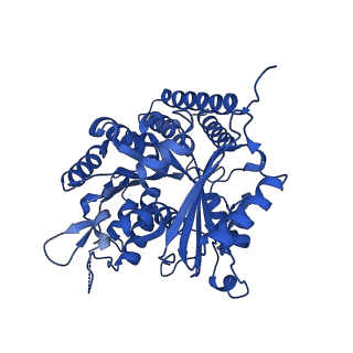 6349_3jak_C_v1-4
Cryo-EM structure of GTPgammaS-microtubule co-polymerized with EB3 (merged dataset with and without kinesin bound)