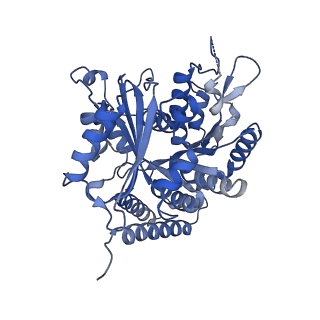 6354_3jaw_A_v1-3
Atomic model of a microtubule seam based on a cryo-EM reconstruction of the EB3-bound microtubule (merged dataset containing tubulin bound to GTPgammaS, GMPCPP, and GDP)