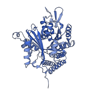 6354_3jaw_C_v1-3
Atomic model of a microtubule seam based on a cryo-EM reconstruction of the EB3-bound microtubule (merged dataset containing tubulin bound to GTPgammaS, GMPCPP, and GDP)