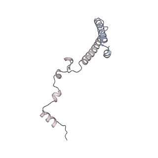 6456_3jbn_A3_v1-2
Cryo-electron microscopy reconstruction of the Plasmodium falciparum 80S ribosome bound to P-tRNA