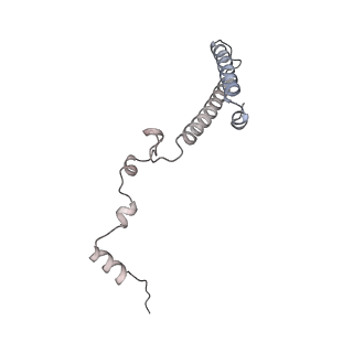 6456_3jbn_A3_v1-3
Cryo-electron microscopy reconstruction of the Plasmodium falciparum 80S ribosome bound to P-tRNA