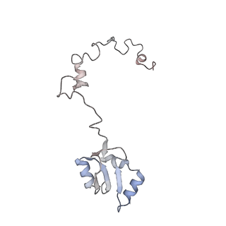 6456_3jbn_AO_v1-3
Cryo-electron microscopy reconstruction of the Plasmodium falciparum 80S ribosome bound to P-tRNA