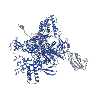 36162_8jch_A_v1-0
Cryo-EM structure of yeast Rat1-bound Pol II pre-termination transcription complex 1 (Pol II Rat1-PTTC1)