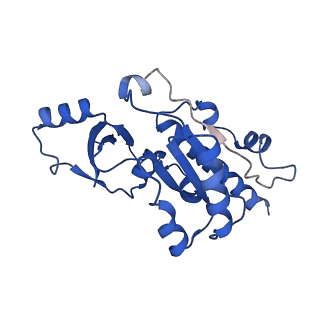 36162_8jch_E_v1-0
Cryo-EM structure of yeast Rat1-bound Pol II pre-termination transcription complex 1 (Pol II Rat1-PTTC1)