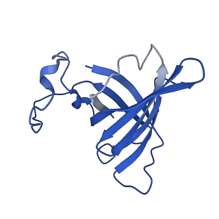 36162_8jch_H_v1-0
Cryo-EM structure of yeast Rat1-bound Pol II pre-termination transcription complex 1 (Pol II Rat1-PTTC1)