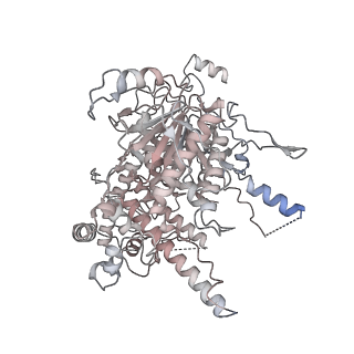 36162_8jch_M_v1-0
Cryo-EM structure of yeast Rat1-bound Pol II pre-termination transcription complex 1 (Pol II Rat1-PTTC1)