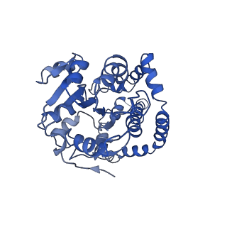 9800_6jcz_H_v1-1
Cryo-EM Structure of Sulfolobus solfataricus ketol-acid reductoisomerase (Sso-KARI) in complex with Mg2+, NADPH, and CPD at pH7.5
