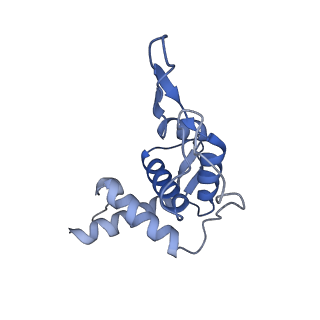 36178_8jdj_AF_v1-1
Structure of the Human cytoplasmic Ribosome with human tRNA Asp(Q34) and mRNA(GAU)