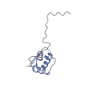36178_8jdj_AL_v1-1
Structure of the Human cytoplasmic Ribosome with human tRNA Asp(Q34) and mRNA(GAU)