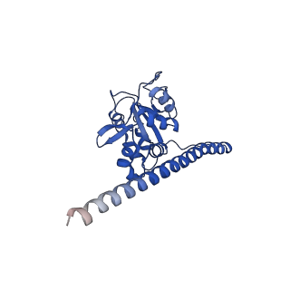 36178_8jdj_L_v1-1
Structure of the Human cytoplasmic Ribosome with human tRNA Asp(Q34) and mRNA(GAU)