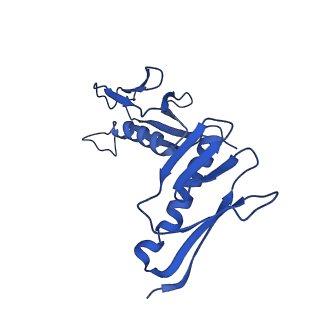 36178_8jdj_N_v1-1
Structure of the Human cytoplasmic Ribosome with human tRNA Asp(Q34) and mRNA(GAU)