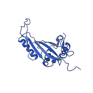 36178_8jdj_P_v1-1
Structure of the Human cytoplasmic Ribosome with human tRNA Asp(Q34) and mRNA(GAU)