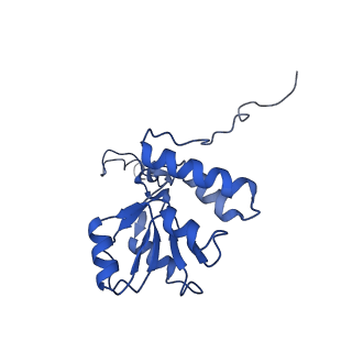 36178_8jdj_V_v1-1
Structure of the Human cytoplasmic Ribosome with human tRNA Asp(Q34) and mRNA(GAU)