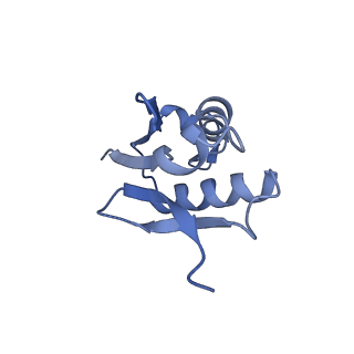 36178_8jdj_Z_v1-1
Structure of the Human cytoplasmic Ribosome with human tRNA Asp(Q34) and mRNA(GAU)