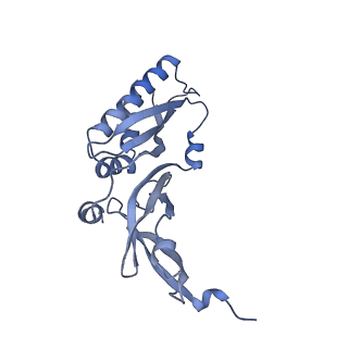 36178_8jdj_y_v1-1
Structure of the Human cytoplasmic Ribosome with human tRNA Asp(Q34) and mRNA(GAU)