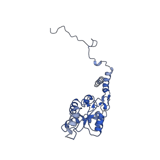 36181_8jdm_M_v1-1
Structure of the Human cytoplasmic Ribosome with human tRNA Tyr(GalQ34) and mRNA(UAU) (rotated state)