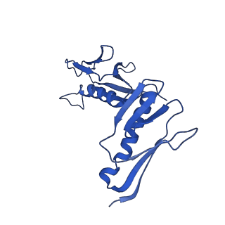 36181_8jdm_N_v1-1
Structure of the Human cytoplasmic Ribosome with human tRNA Tyr(GalQ34) and mRNA(UAU) (rotated state)