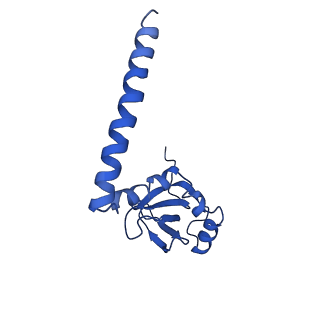 36181_8jdm_R_v1-1
Structure of the Human cytoplasmic Ribosome with human tRNA Tyr(GalQ34) and mRNA(UAU) (rotated state)