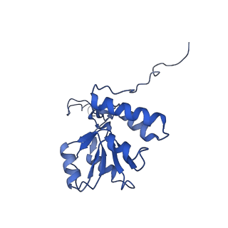 36181_8jdm_V_v1-1
Structure of the Human cytoplasmic Ribosome with human tRNA Tyr(GalQ34) and mRNA(UAU) (rotated state)