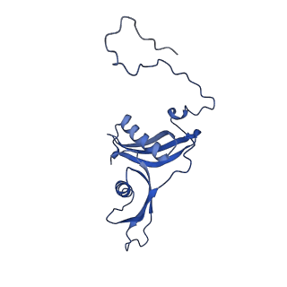 36181_8jdm_X_v1-1
Structure of the Human cytoplasmic Ribosome with human tRNA Tyr(GalQ34) and mRNA(UAU) (rotated state)