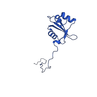 36181_8jdm_c_v1-1
Structure of the Human cytoplasmic Ribosome with human tRNA Tyr(GalQ34) and mRNA(UAU) (rotated state)