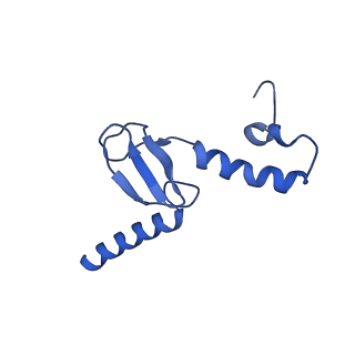 36181_8jdm_u_v1-1
Structure of the Human cytoplasmic Ribosome with human tRNA Tyr(GalQ34) and mRNA(UAU) (rotated state)