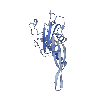 36181_8jdm_z_v1-1
Structure of the Human cytoplasmic Ribosome with human tRNA Tyr(GalQ34) and mRNA(UAU) (rotated state)
