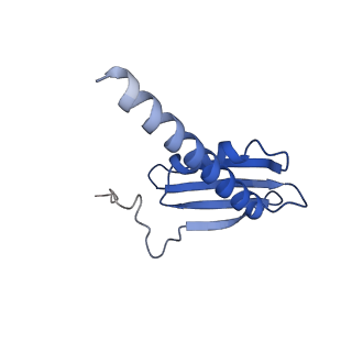36253_8jh4_K_v1-2
RNA polymerase II elongation complex containing 60 bp upstream DNA loop, stalled at SHL(-1) of the nucleosome