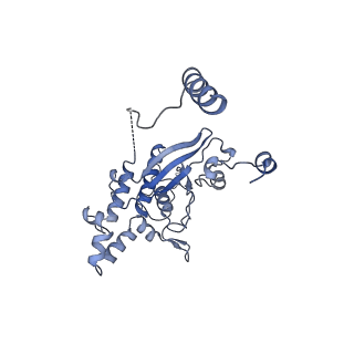 36331_8jiv_CD_v1-0
Atomic structure of wheat ribosome reveals unique features of the plant ribosomes