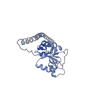 36331_8jiv_CF_v1-0
Atomic structure of wheat ribosome reveals unique features of the plant ribosomes