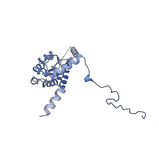 36331_8jiv_CG_v1-0
Atomic structure of wheat ribosome reveals unique features of the plant ribosomes