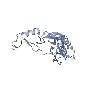 36331_8jiv_CI_v1-0
Atomic structure of wheat ribosome reveals unique features of the plant ribosomes