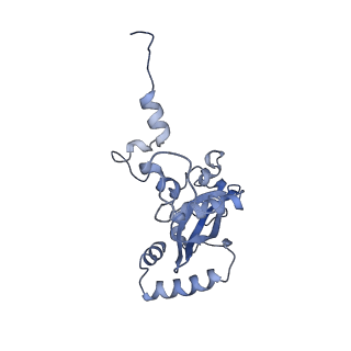 36331_8jiv_CN_v1-0
Atomic structure of wheat ribosome reveals unique features of the plant ribosomes