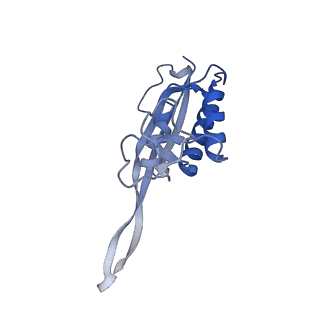 36331_8jiv_CP_v1-0
Atomic structure of wheat ribosome reveals unique features of the plant ribosomes