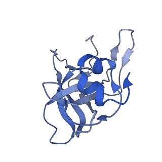 36331_8jiv_CV_v1-0
Atomic structure of wheat ribosome reveals unique features of the plant ribosomes