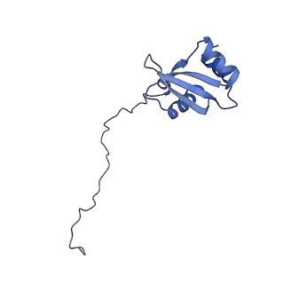 36331_8jiv_CX_v1-0
Atomic structure of wheat ribosome reveals unique features of the plant ribosomes