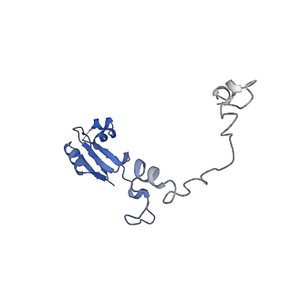 36331_8jiv_Ca_v1-0
Atomic structure of wheat ribosome reveals unique features of the plant ribosomes