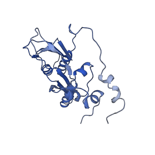 36332_8jiw_BC_v1-0
Atomic structure of wheat ribosome reveals unique features of the plant ribosomes