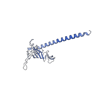 36332_8jiw_BG_v1-0
Atomic structure of wheat ribosome reveals unique features of the plant ribosomes