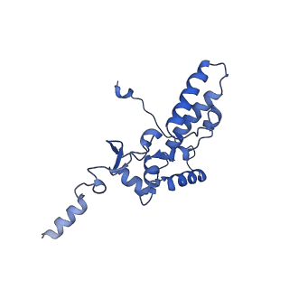 36332_8jiw_BJ_v1-0
Atomic structure of wheat ribosome reveals unique features of the plant ribosomes