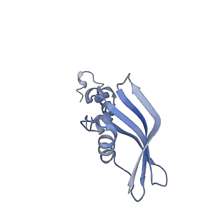 36332_8jiw_BY_v1-0
Atomic structure of wheat ribosome reveals unique features of the plant ribosomes