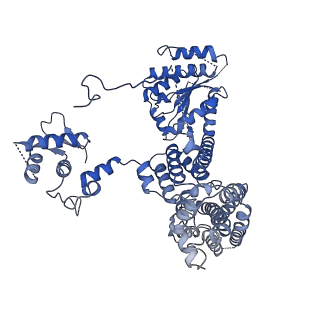 22359_7jk2_C_v1-0
Structure of Drosophila ORC bound to poly(dA/dT) DNA and Cdc6 (conformation 1)