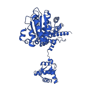 22359_7jk2_D_v1-0
Structure of Drosophila ORC bound to poly(dA/dT) DNA and Cdc6 (conformation 1)