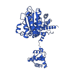 22359_7jk2_D_v1-1
Structure of Drosophila ORC bound to poly(dA/dT) DNA and Cdc6 (conformation 1)