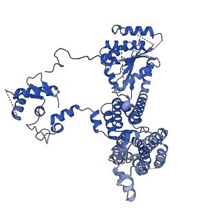 22360_7jk3_C_v1-1
Structure of Drosophila ORC bound to GC-rich DNA and Cdc6