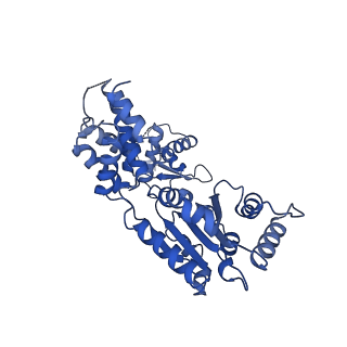 22360_7jk3_G_v1-0
Structure of Drosophila ORC bound to GC-rich DNA and Cdc6