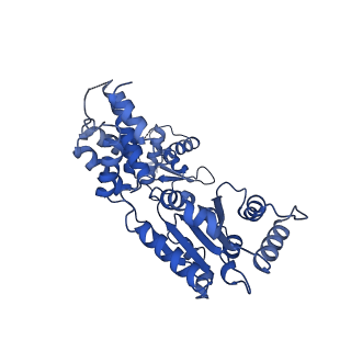 22360_7jk3_G_v1-1
Structure of Drosophila ORC bound to GC-rich DNA and Cdc6