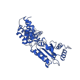 22361_7jk4_G_v1-0
Structure of Drosophila ORC bound to AT-rich DNA and Cdc6