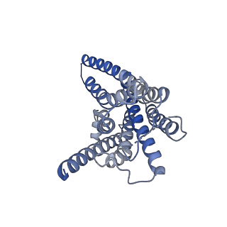 36405_8jlr_R_v1-1
A77636-bound hTAAR1-Gs protein complex